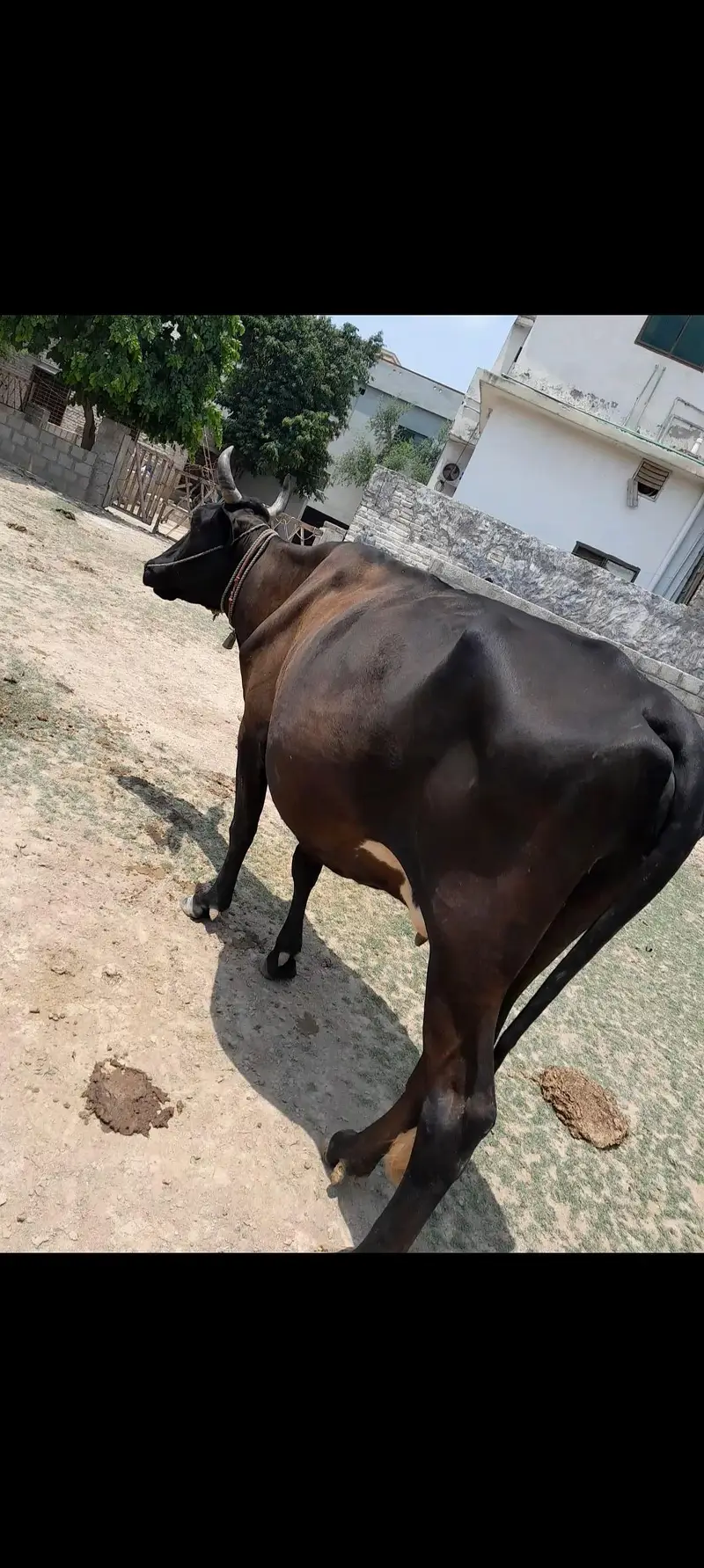 indian Cow & Wachi