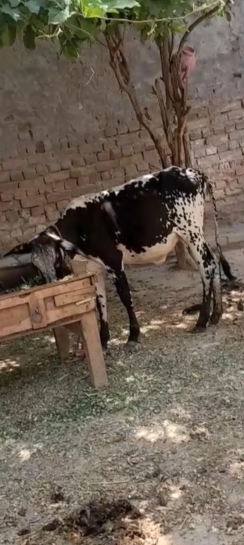 indian Cow & Wachi — photo 2