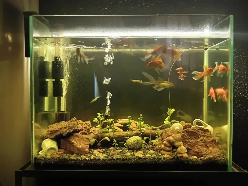 Full fishtank setup with live plants — photo 4