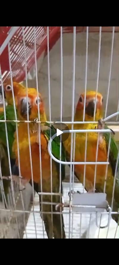 3 piece Sunconur self phathy