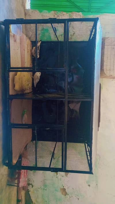 hen cage