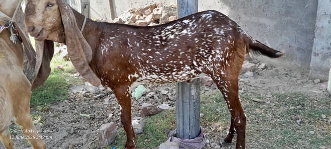 bakri path 1.5 month gabban