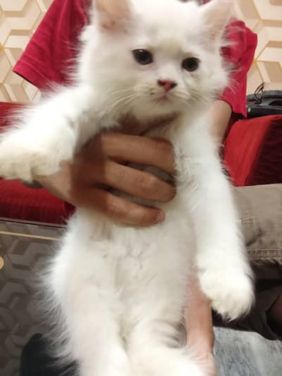 Percian triple coat kitten 