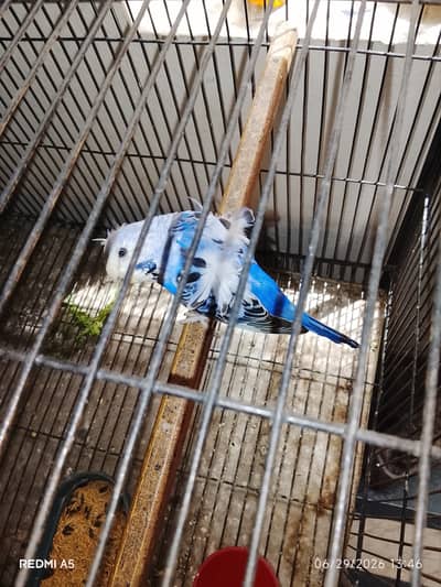 Hogoromo budgie