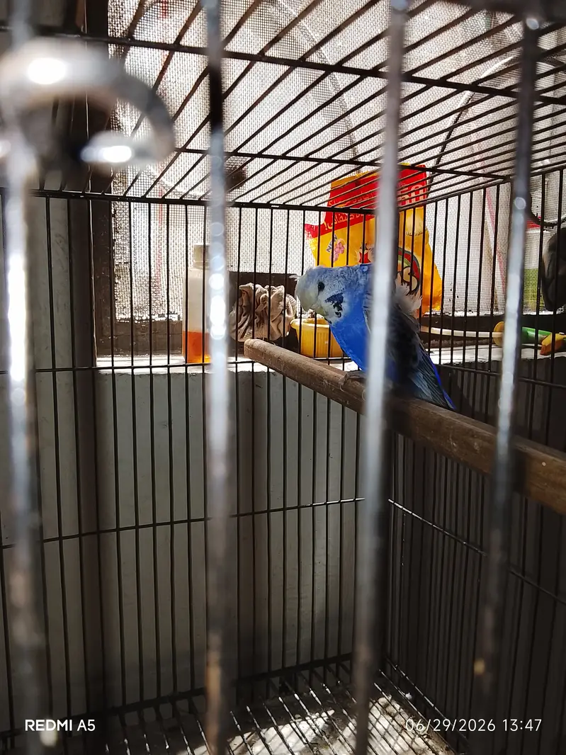 Hogoromo budgie — photo 2
