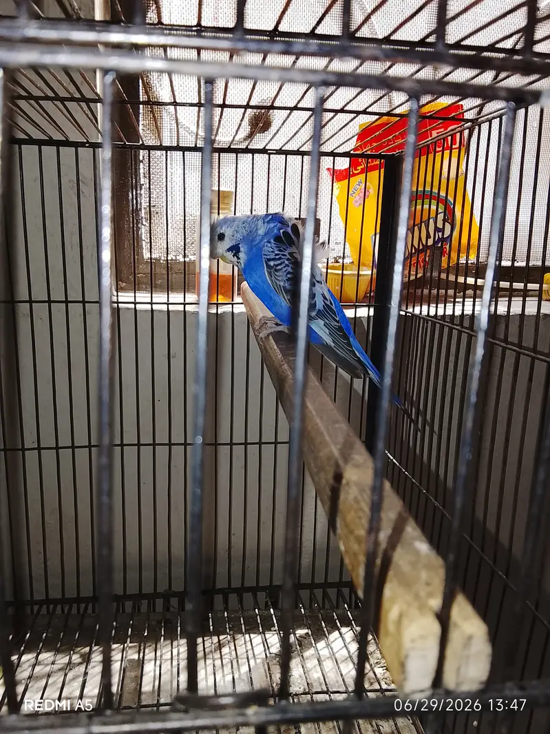 Hogoromo budgie — photo 3