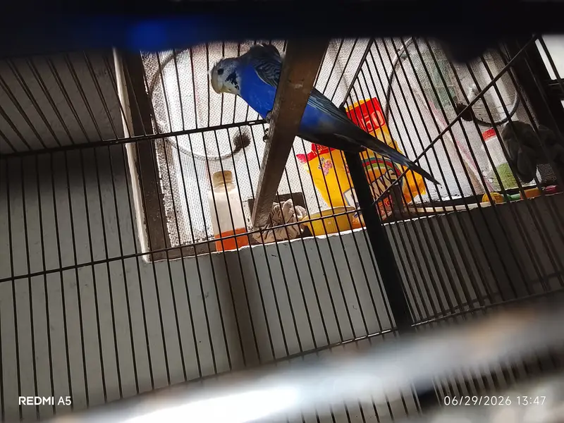 Hogoromo budgie — photo 4