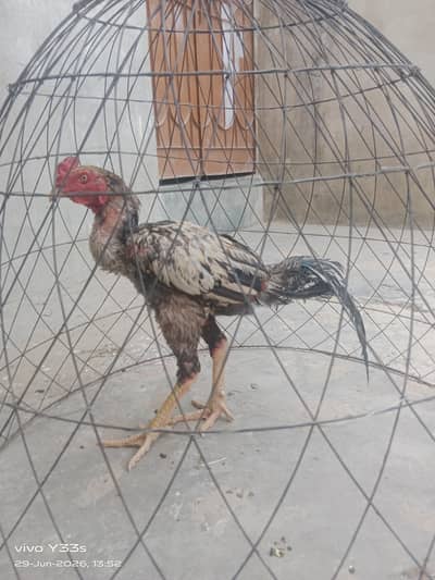 this hen is Sindhi ma kat