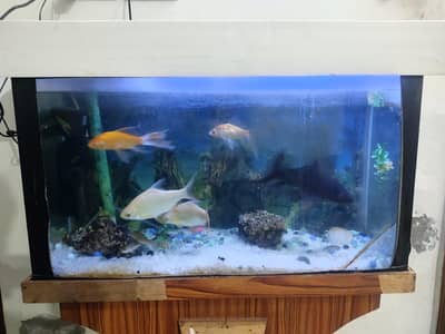 Aquarium for sale