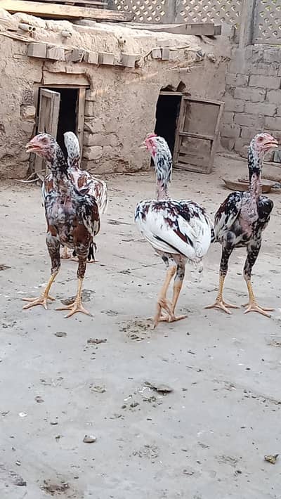 Pure Mianwali Aseel chicks