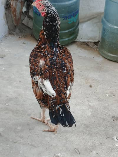 Full healthy and active pholiya