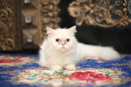 Piki male kitten