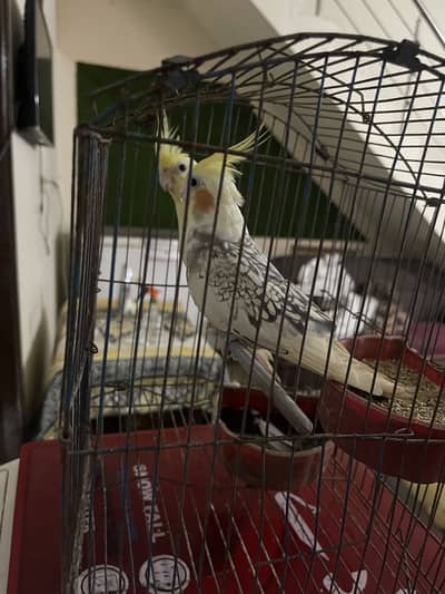 cocktail pair for sale very beautiful pair