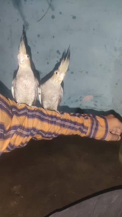 hand tame cockstail grey