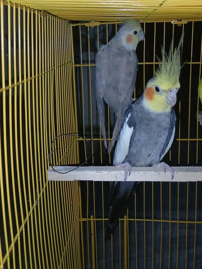 beautiful grey cockatiel pair