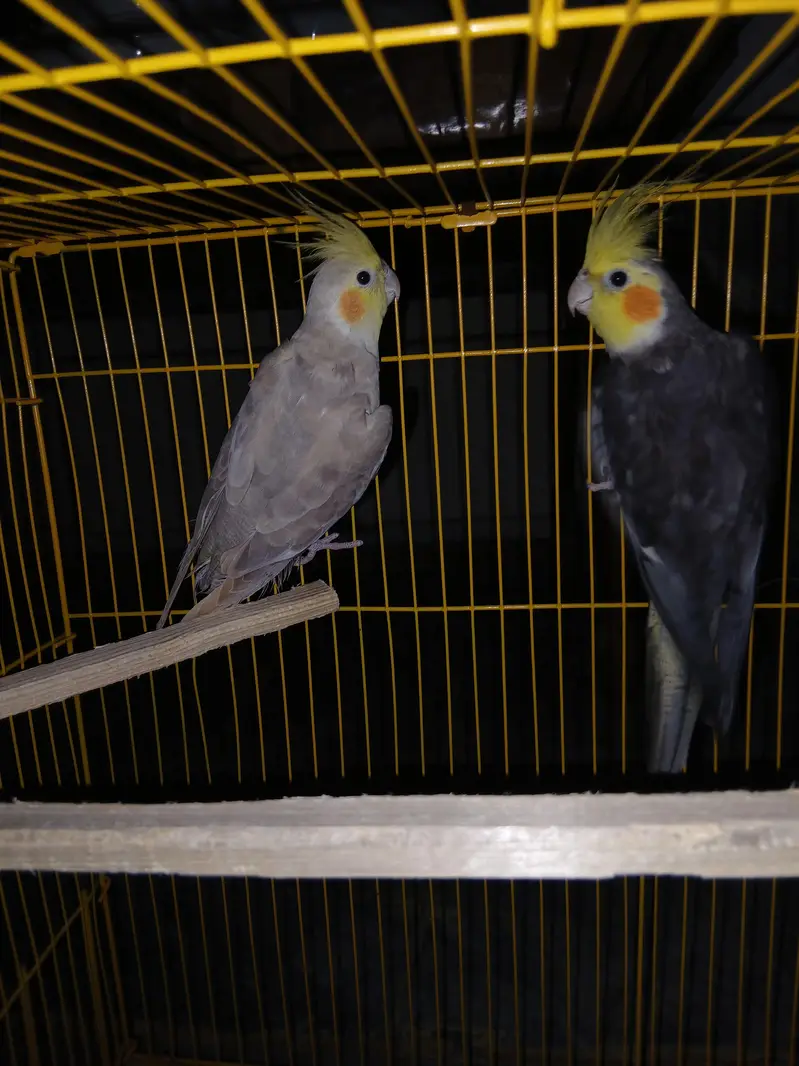 beautiful grey cockatiel pair — photo 2