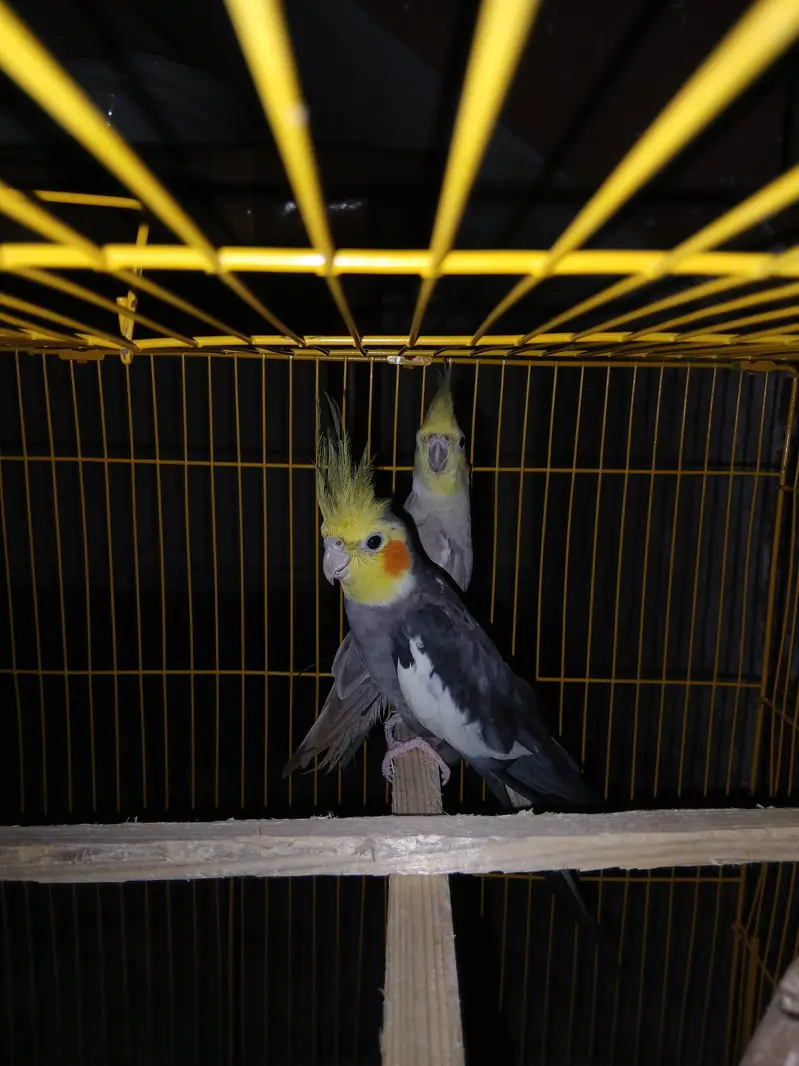 beautiful grey cockatiel pair — photo 3