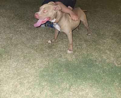 Pitbull male for sale