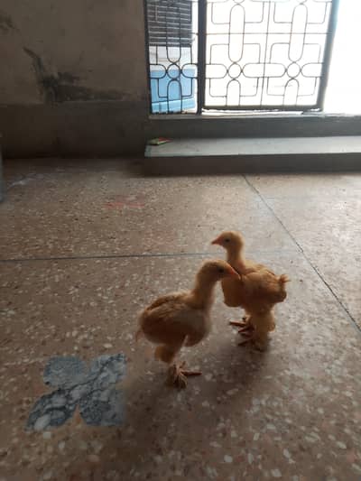 Golden buff for sale