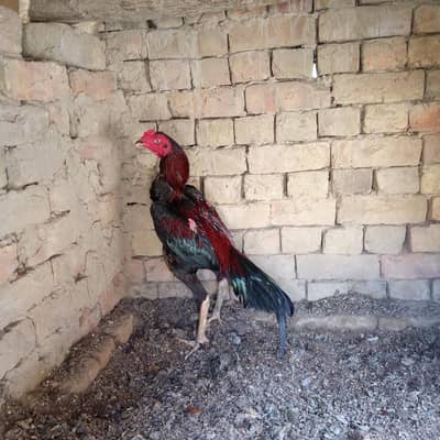 Aseel male breeder for sale