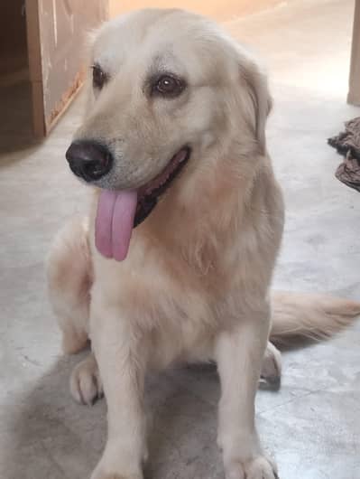 pedigree golden retriever for sale