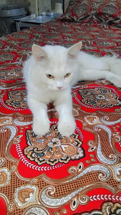 male cat