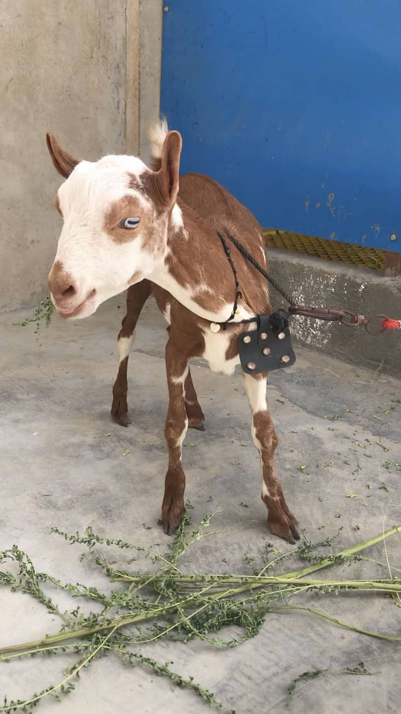 Teddy bakra 1
