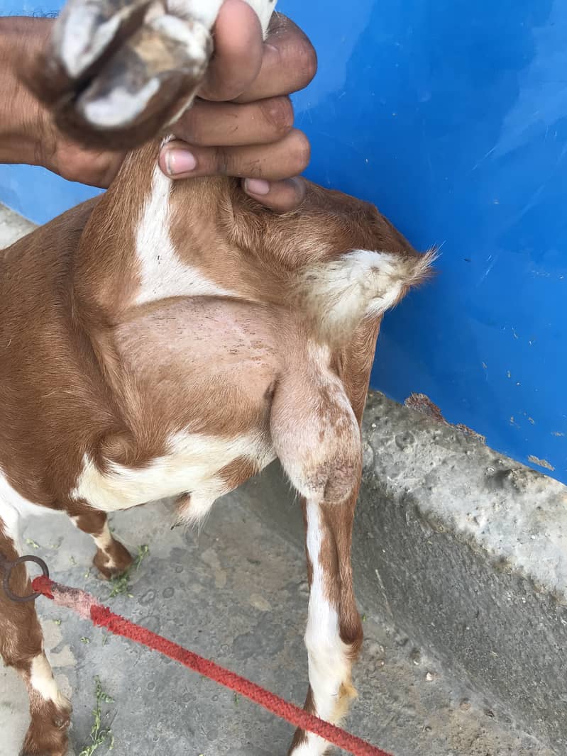 Teddy bakra 3