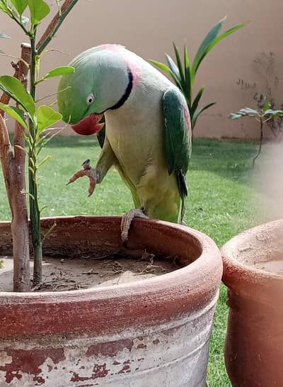 kashmiri paharri ringneck talking parrot
