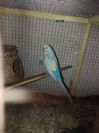 crusted and rainbow budgie