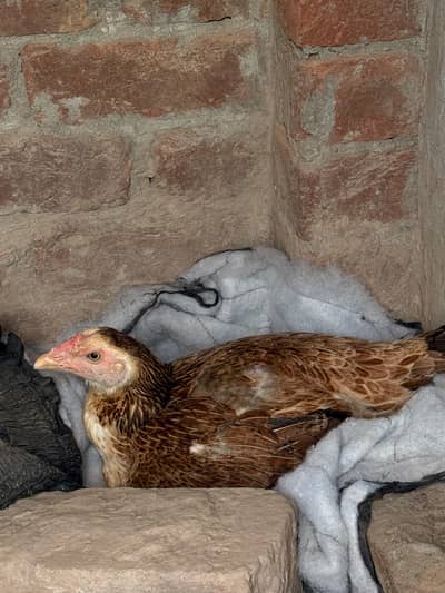 kruk hen available