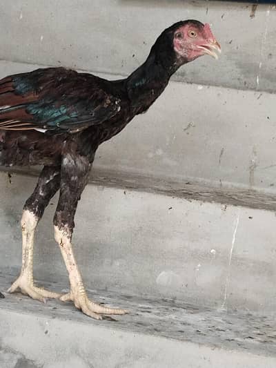 Sindhi aseel chick
