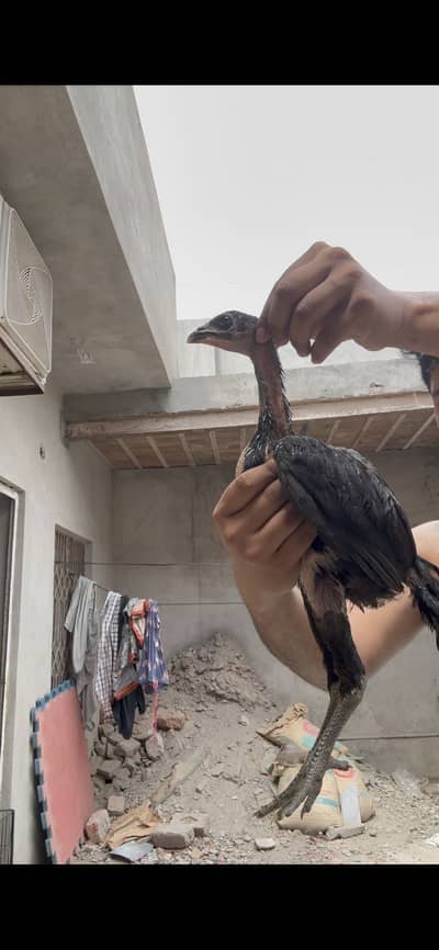 Thai Aseel || Thai Aseel chicks || Imported chicks |