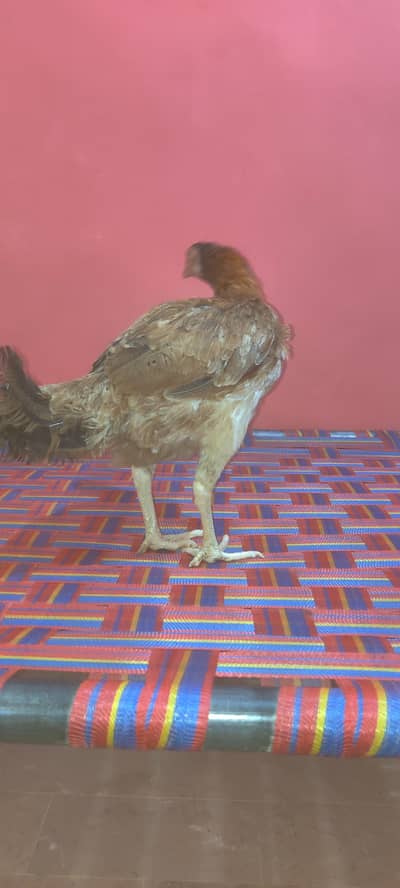 breeder Aseel female