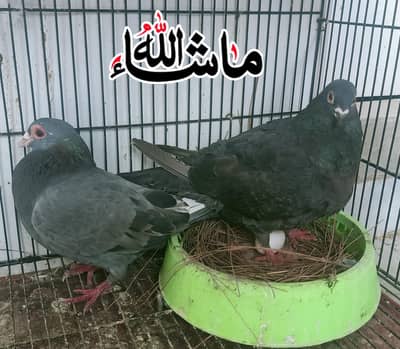 خوبصورتی کیلیے یا بچے پلوانے کیلیے فینسی جوڑا مناسب پرائس