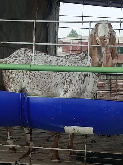 Female goat for sale