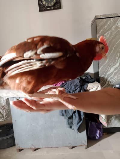 Desi murga available gahr ka Pala huwa hai 3 mahena ka hai