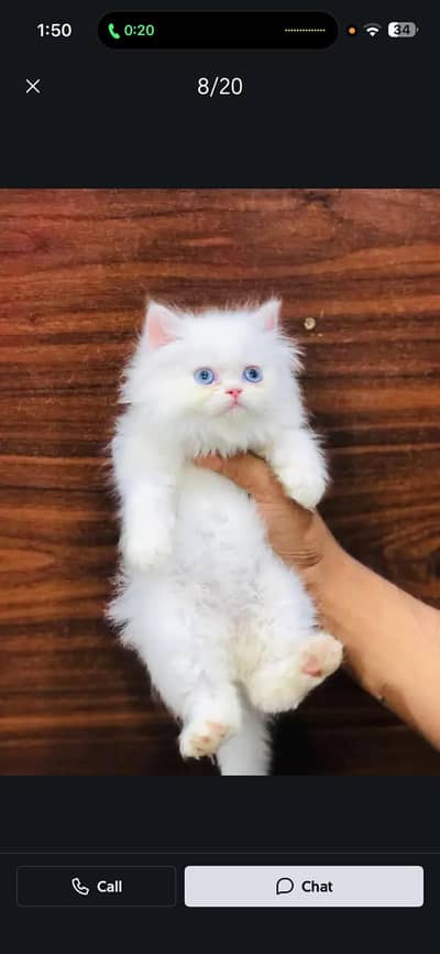 home delivery available Persian punch face cat kitten