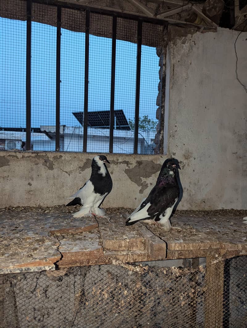 Fancy Pigeons 0