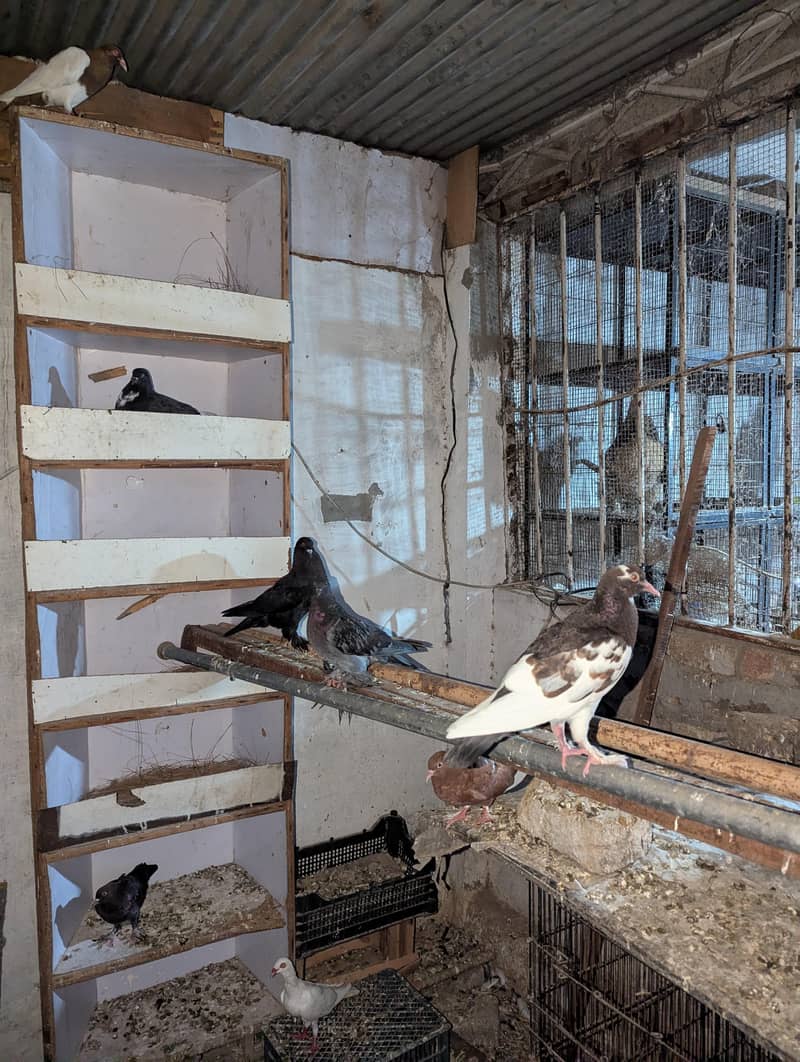 Fancy Pigeons 1