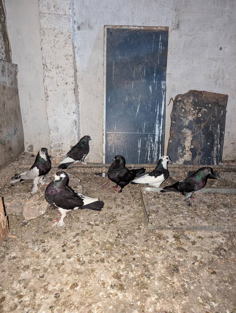 Fancy Pigeons 2
