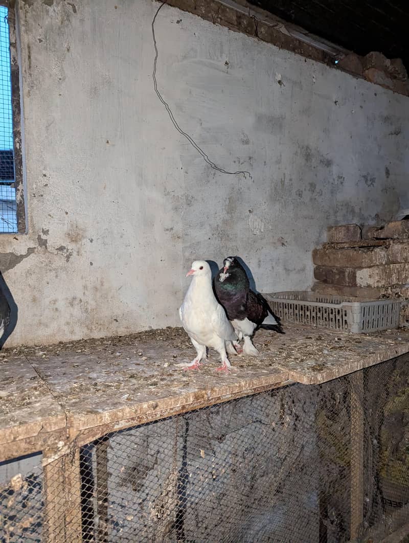 Fancy Pigeons 3