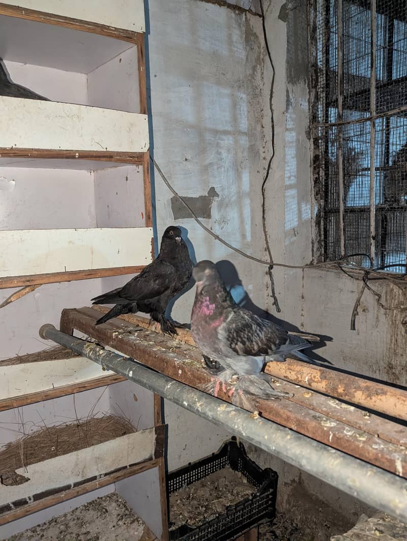 Fancy Pigeons 4
