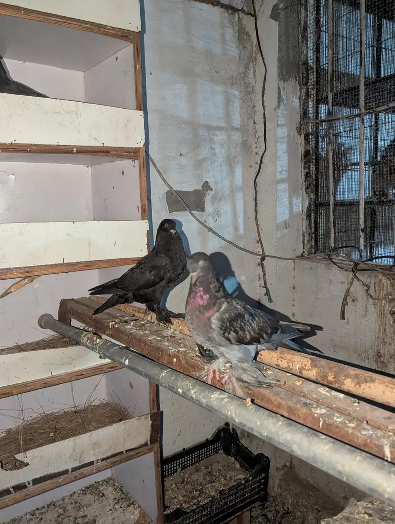Fancy Pigeons — photo 5