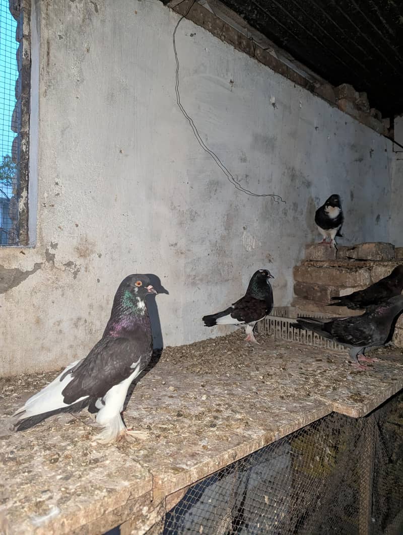 Fancy Pigeons 5