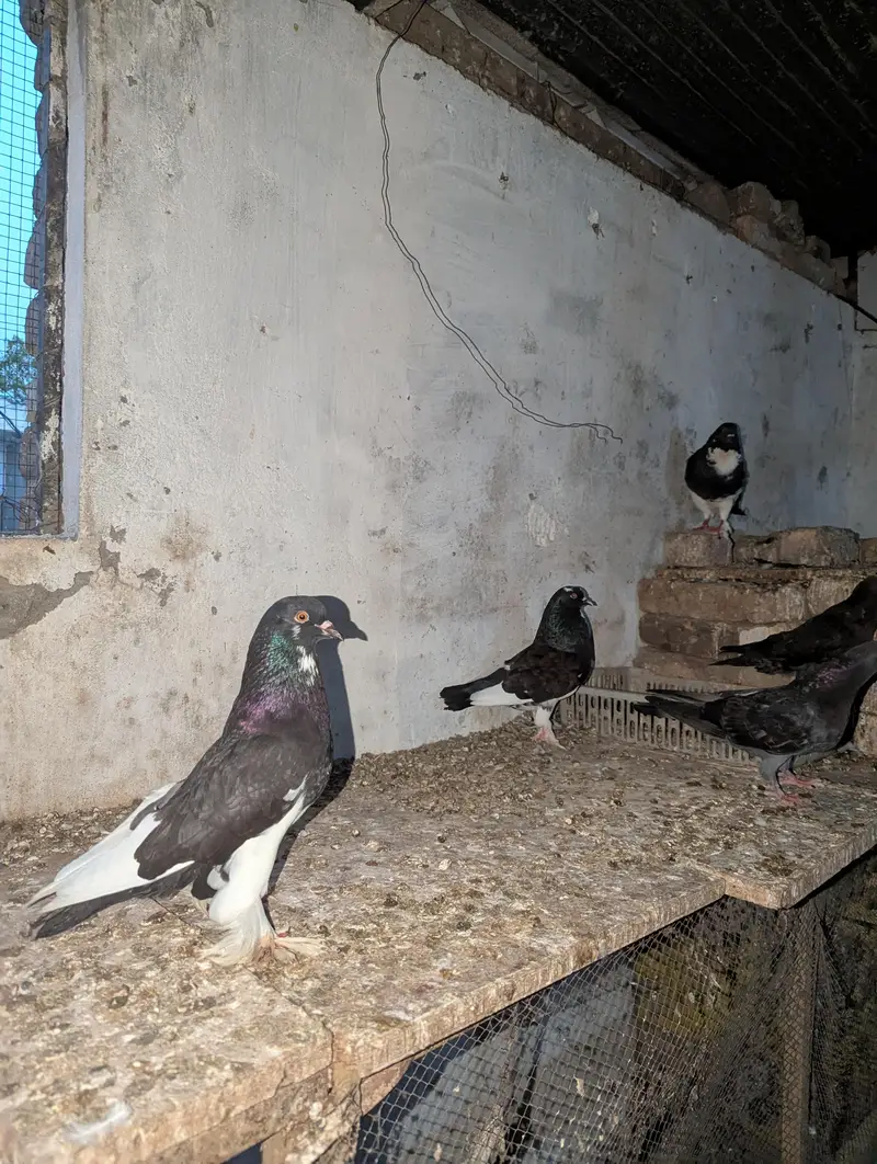 Fancy Pigeons — photo 6