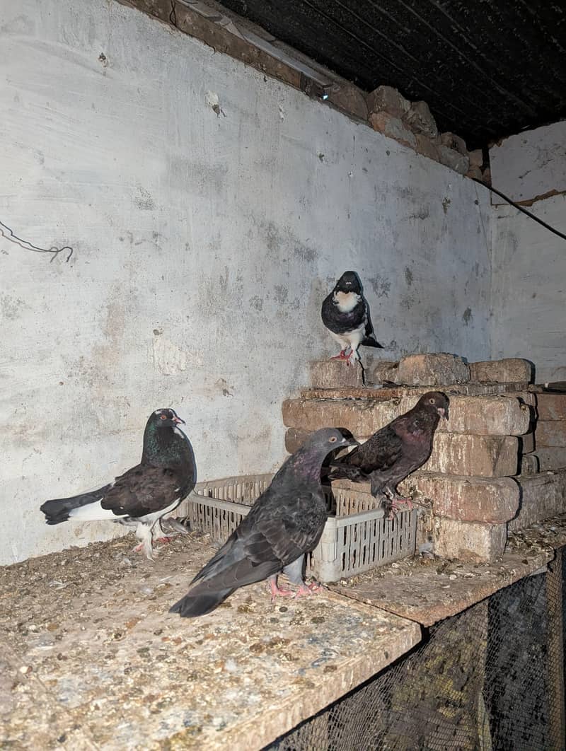 Fancy Pigeons 6