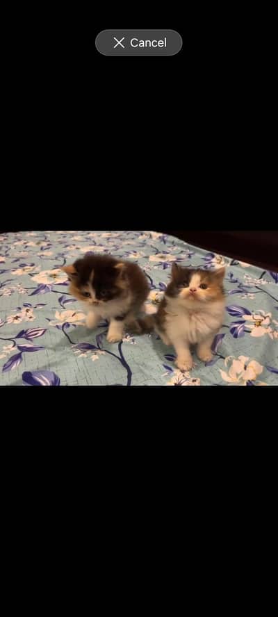Piki male kitten