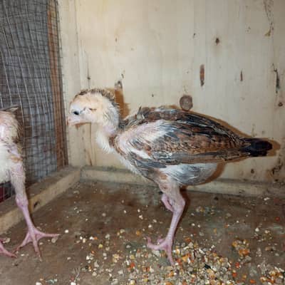 aseel chick for sale or exchange