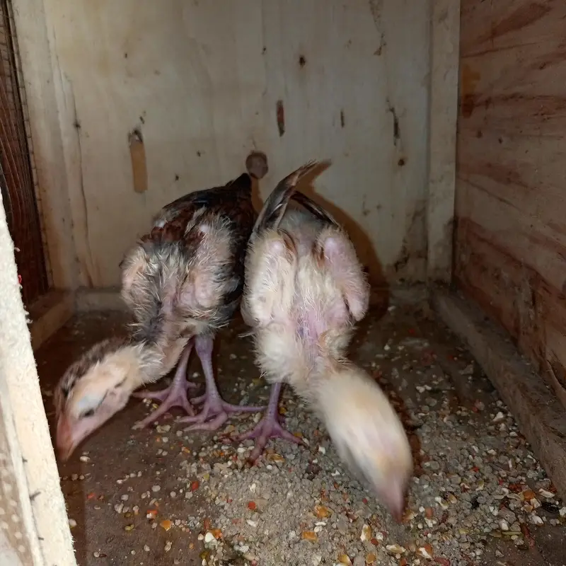 aseel chick for sale or exchange — photo 2